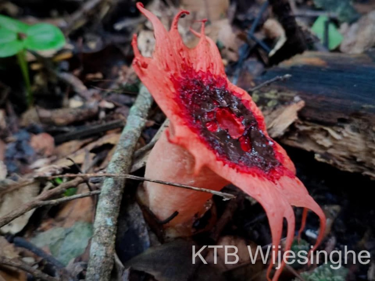 Aseroe rubra Labill